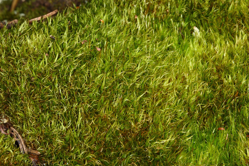 Dicranum fuscescens